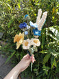 The Macaw