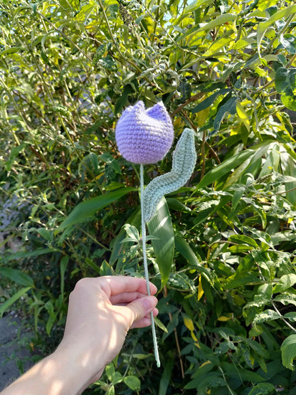 Closed Tulip
