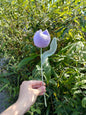 Closed Tulip