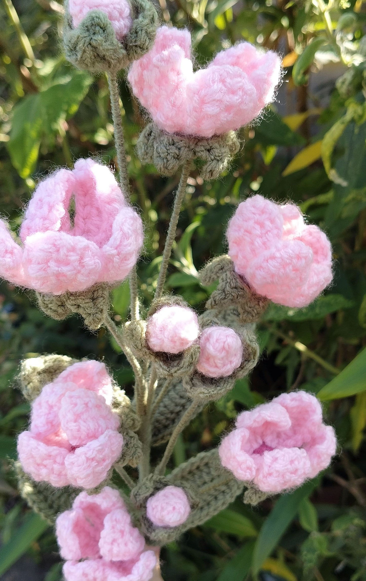 Rock Jasmine