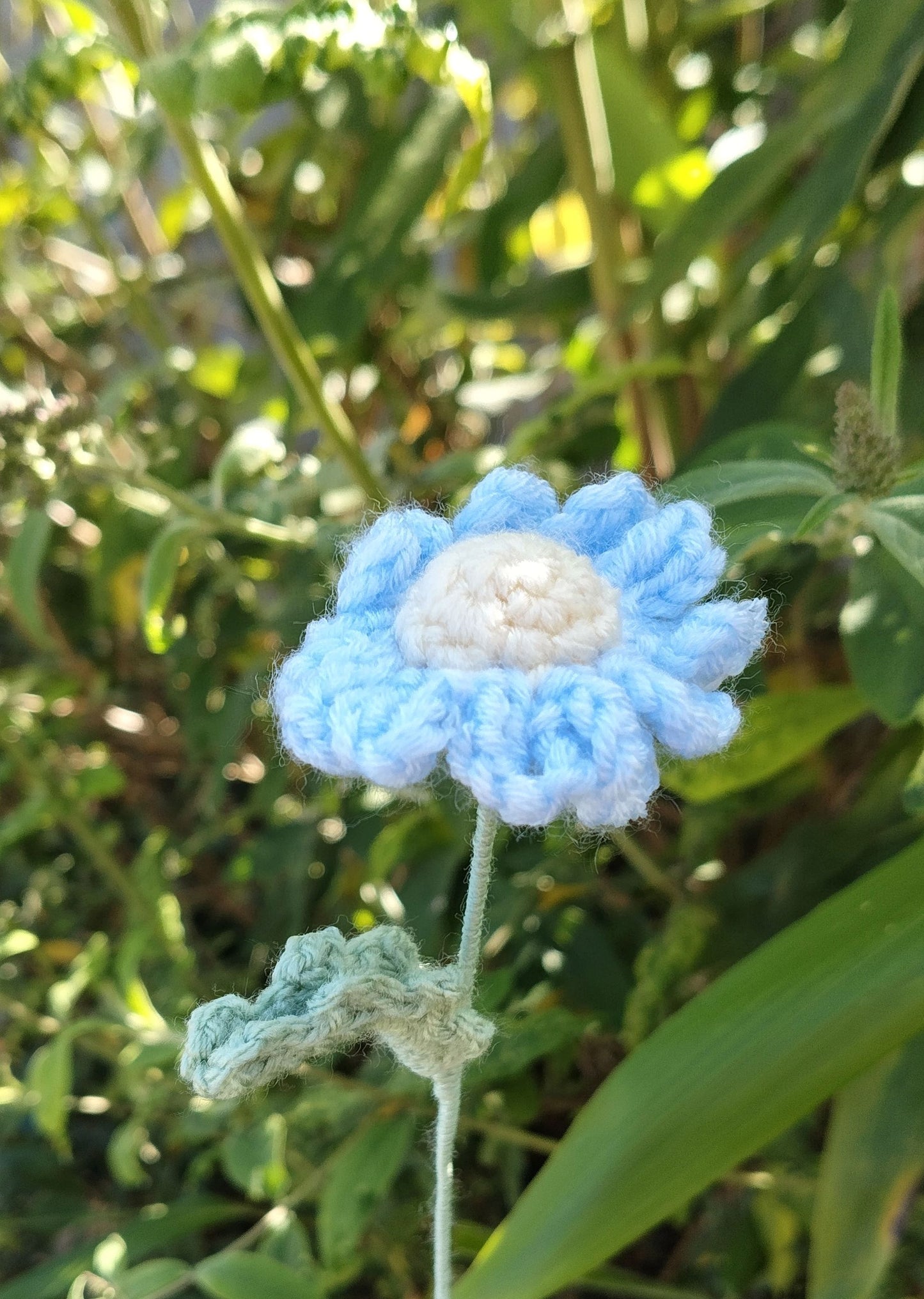 Daisies