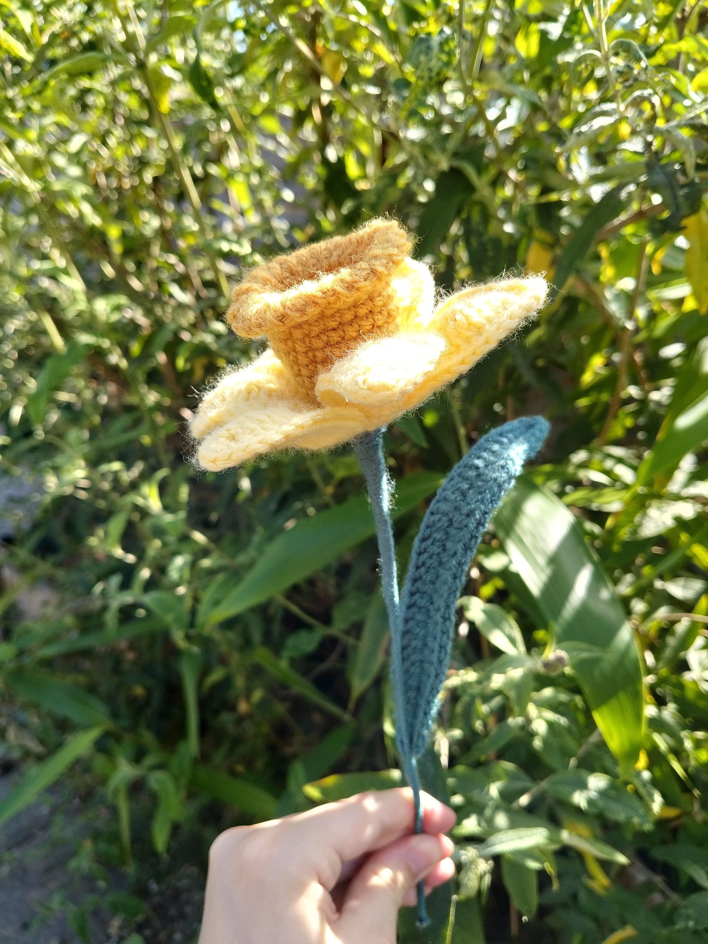 Daffodil