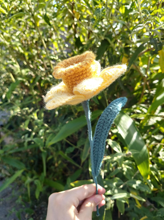 Daffodil