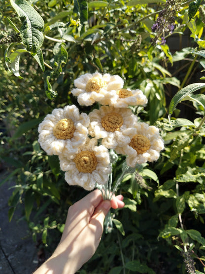 Daisies