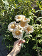 Daisies