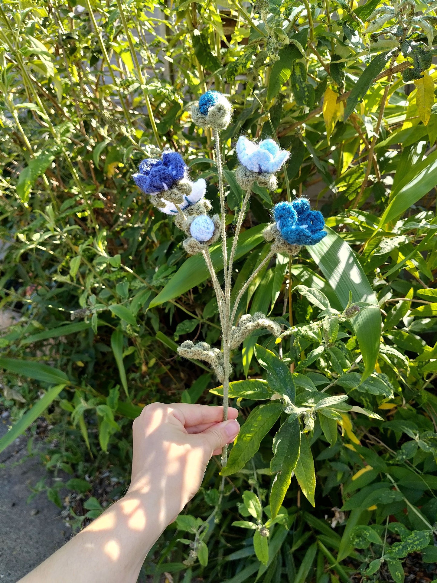 Forget Me Nots