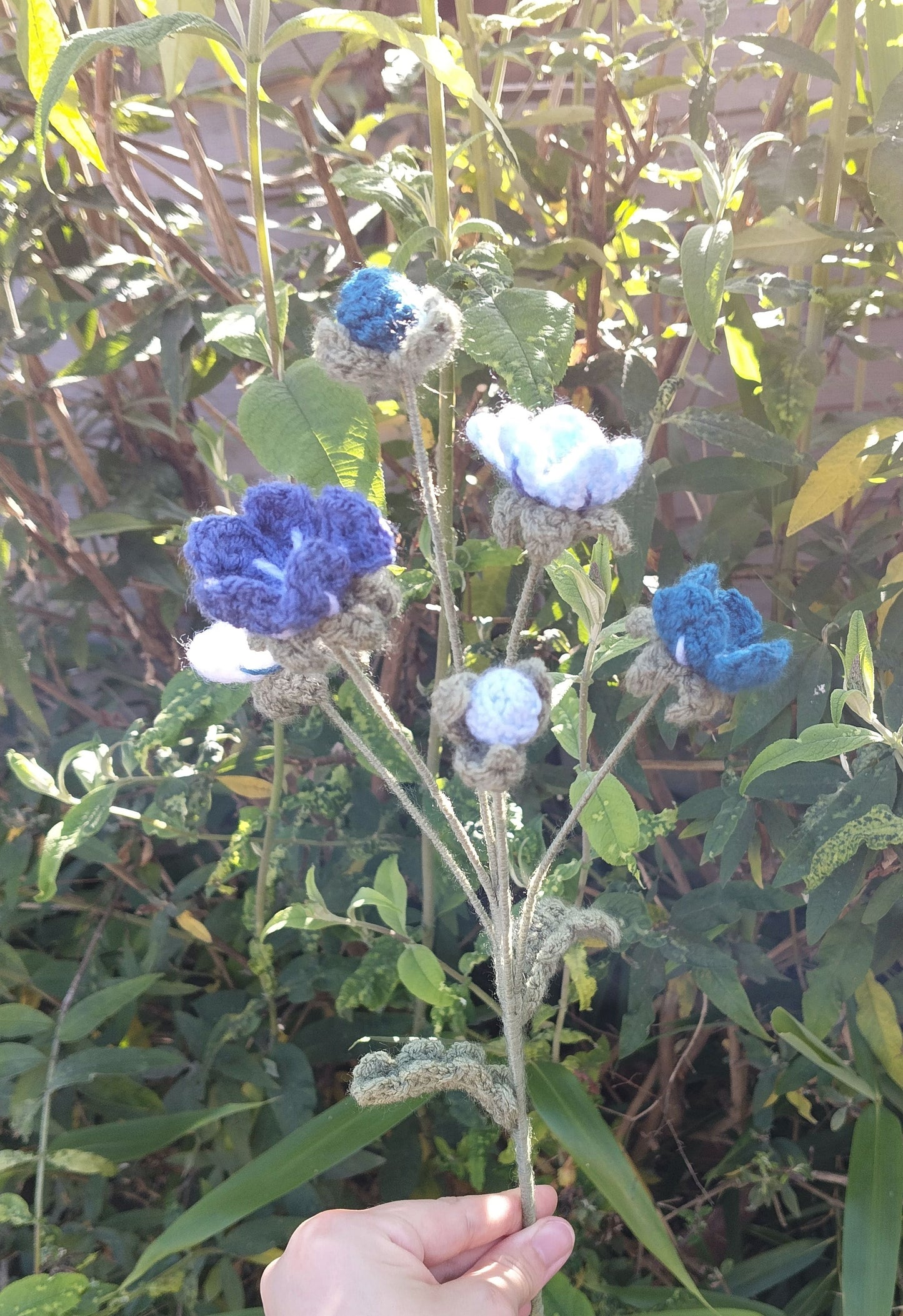 Forget Me Nots