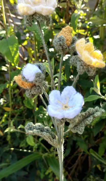 Forget Me Nots