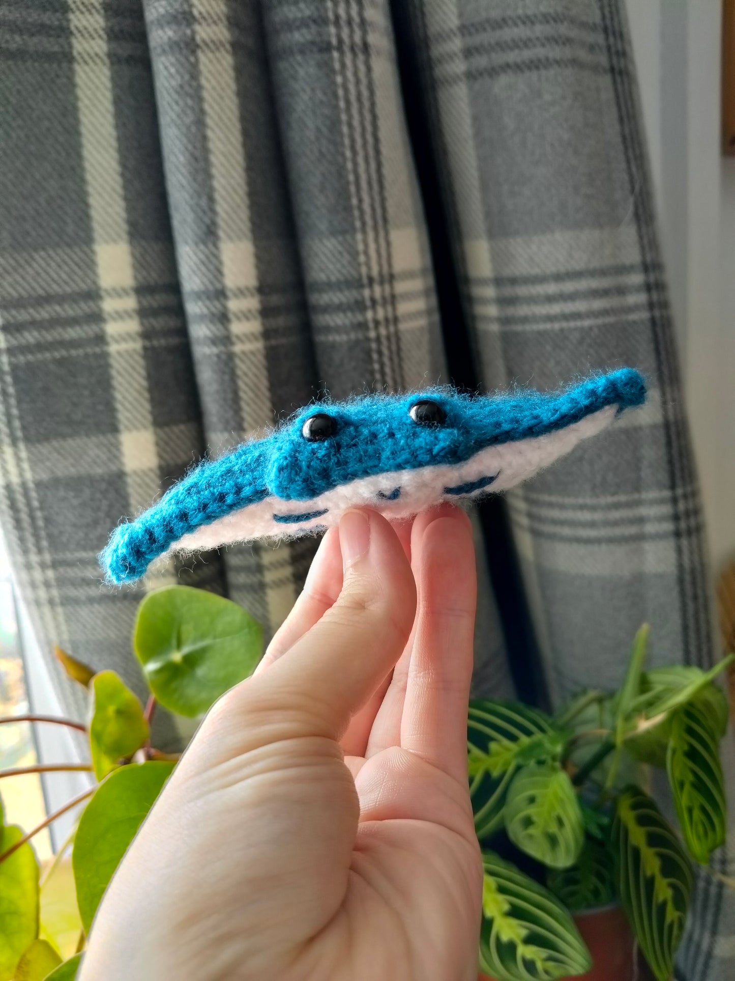 Manta Ray