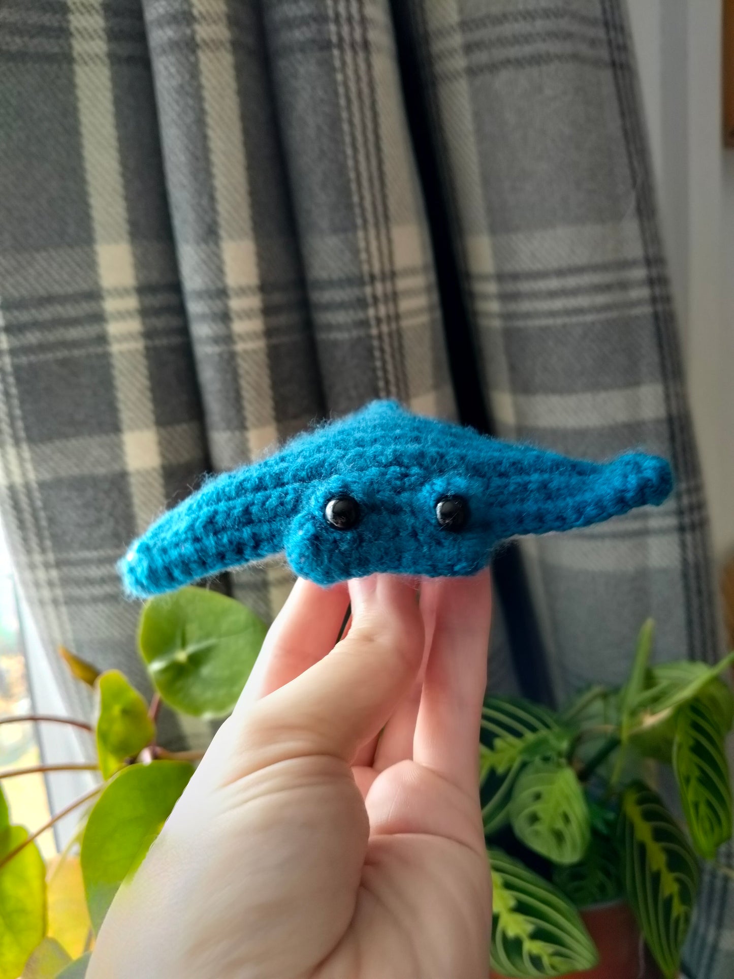 Manta Ray